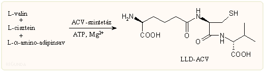 Az Arnstein-tripeptid létrejötte