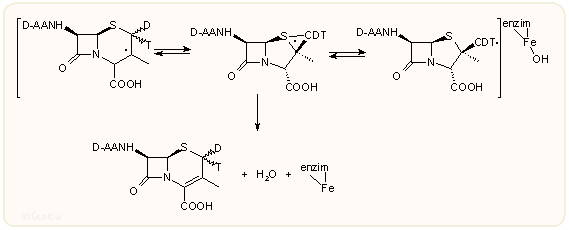 Bioszintézis 5.