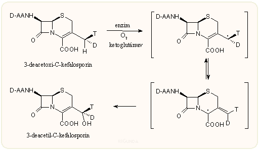 Bioszintézis 6.