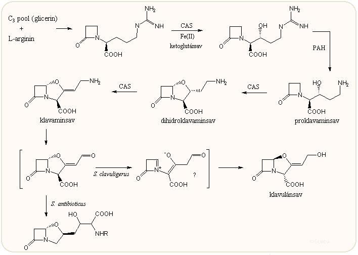 klavulánsav bioszintézis