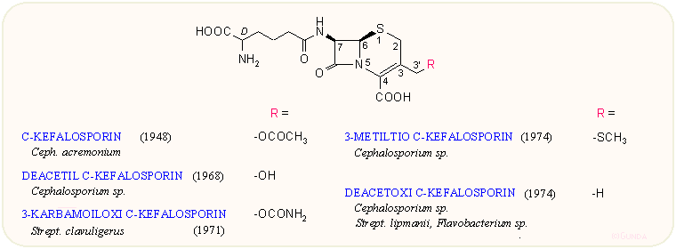 Természetes kefalosporinok