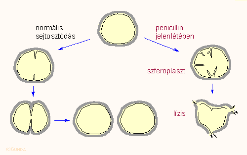 Szferoplaszt forma kialakulása penicillin hatására