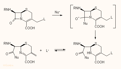 A kefalosporin ß-laktám gyűrű felnyilása