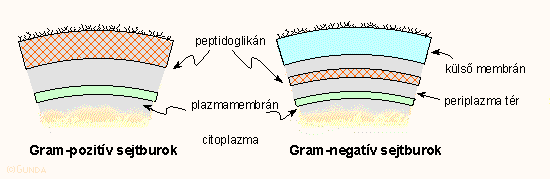 A gram-negatív és gram-pozitív sejtburok
