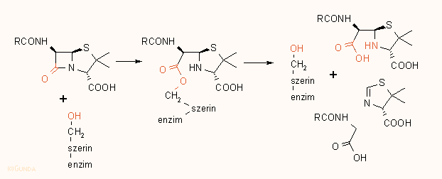 Penicillin - enzim kölcsönhatás
