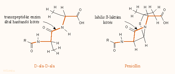 D-ala-D-ala hasonlóság