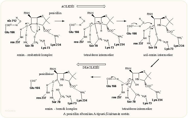 A β-laktamáz hatása