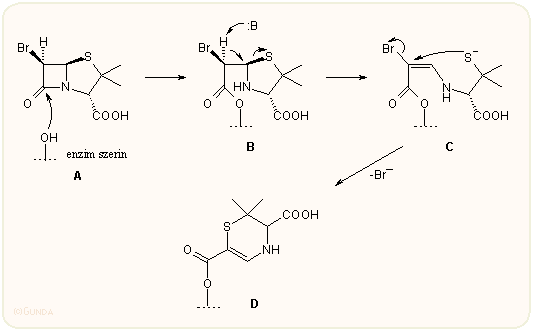 6β-bróm-penicillánsav hatása