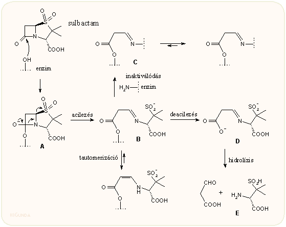 A szulbaktám hatása