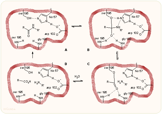 Proteináz müködése