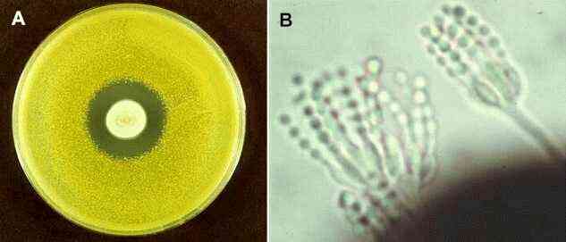 Penicillium notatum