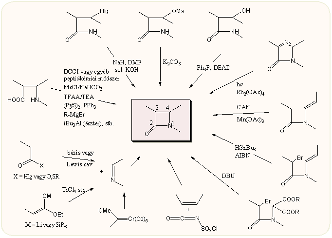 A β-laktám gyűrű kialakítása