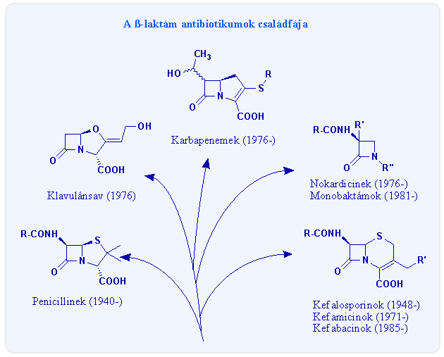 A b�ta-lakt�m antibiotikumok csal�df�ja