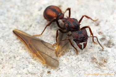 After mating, a young leafcutter ant queen sheds her wings.  Acromyrmex versicolor.

Tucson, Arizona, USA