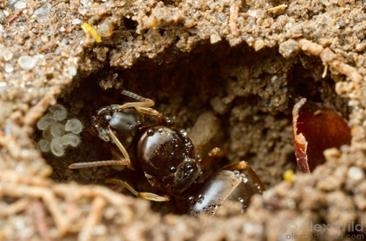 A young Lasius foundress queen raises her first crop of workers sealed in an underground chamber. She feeds the developing larvae with reserves from her own body.

South Bristol, New York, USA