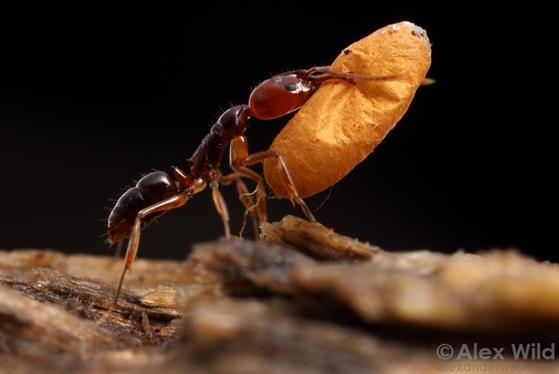 Anochetus paripungens, worker trap-jaw ant with pupa. The yellow color of the silken cocoon is typical for ants in the subfamily Ponerinae.

Northern Territory, Australia