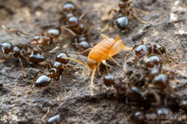 Crematogaster lineolata & ant-cricket