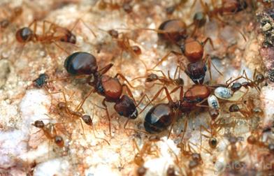 Multiple queens in the nest of a polygynous ant, Pheidole desertorum

Mojave National Preserve, California, USA