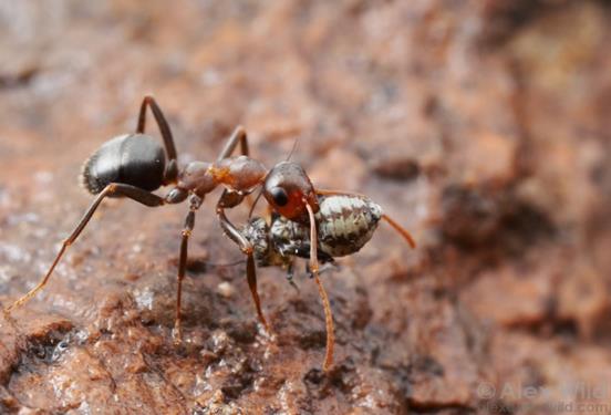 Formica gnava foraging worker carrying a bark louse it has caught.

Chiricahua Mountains, Arizona, USA