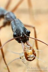 Caught!  A small cricket is impaled on the mandibles of a malagasy trap-jaw ant, Odontomachus coquereli.

Madagascar