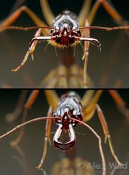 Odontomachus rixosus trap-jaw ant with mandibles in the open (top) and closed (bottom) positions. 

Cambodia (laboratory colony at the University of Illinois)