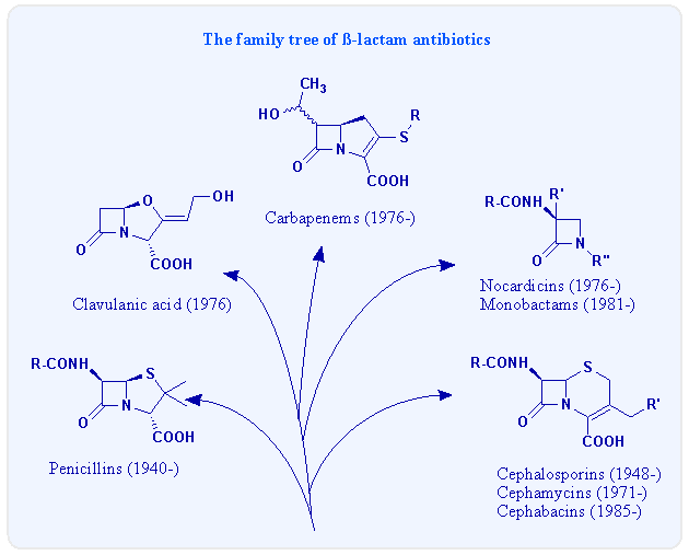 The family tree of beta-lactam antibiotics